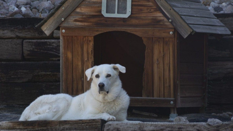 Best Dog Houses in Dubai That Beat the Heat in Style