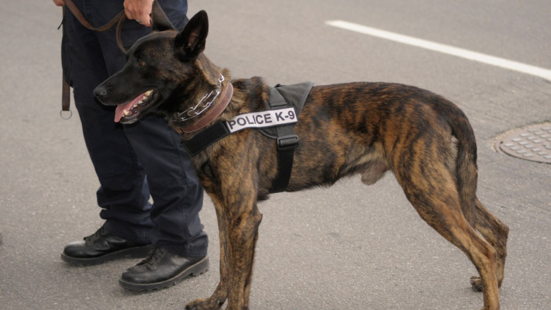 Injured by a Police K-9 in Victorville, CA? A Civil Rights Attorney Can Help