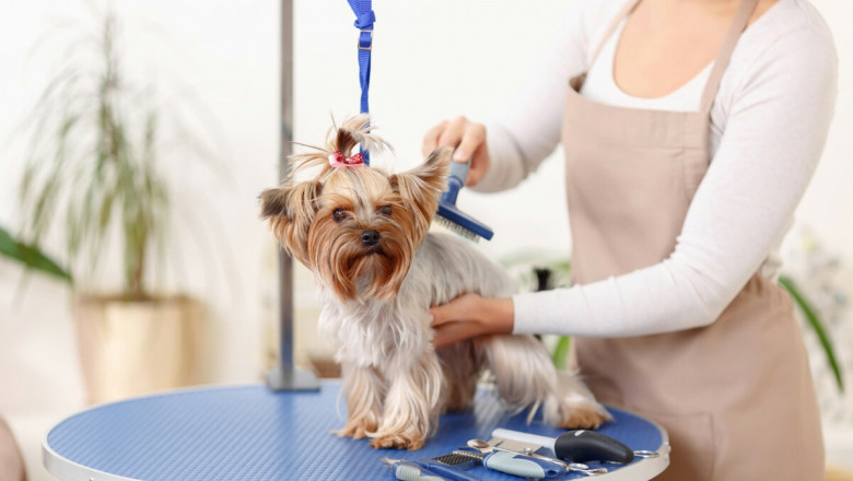 Best Pet Grooming Services in Dubai for a Fluffy Makeover