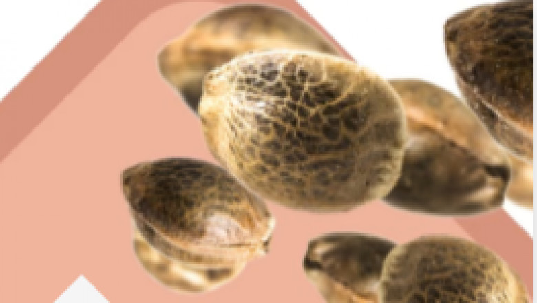 Everything You Need to Know About Weed Seeds: A Beginner’s Guide