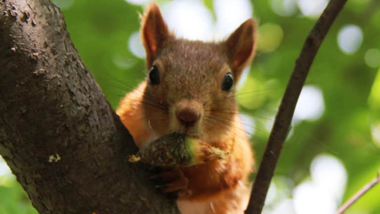 Effective Pest Solutions Services In Lansing That Actually Work