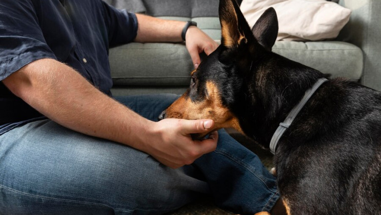 How Panacur Effectively Eliminates Intestinal Worms in Pets?