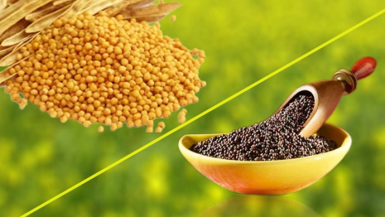 Detailed Analysis for Setting up a Mustard Seed Processing Plant | Report by IMARC Group