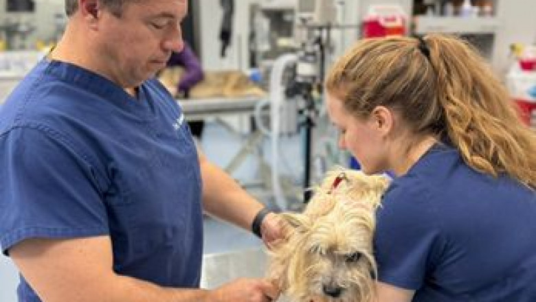Choosing the Best Pet Diagnostic Clinic in Sedro Woolley