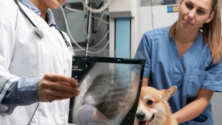 Surrey Pet Diagnostics: Understanding Common Tests for Dogs and Cats