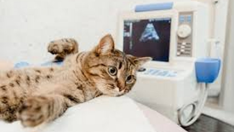 Vancouver Vet Clinics with Cutting-Edge Diagnostic Technology