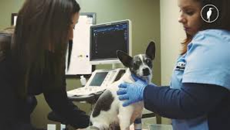Vancouver Vet Clinics with State-of-the-Art Diagnostic Equipment