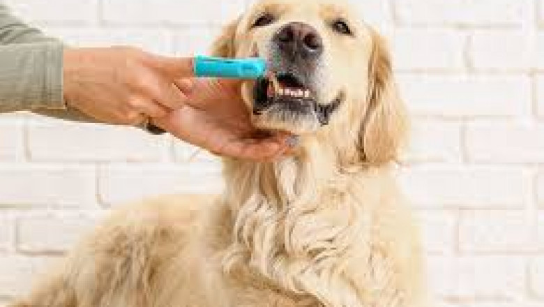 Why Pet Dental Care in Abbotsford Is Essential for Your Pet’s Health