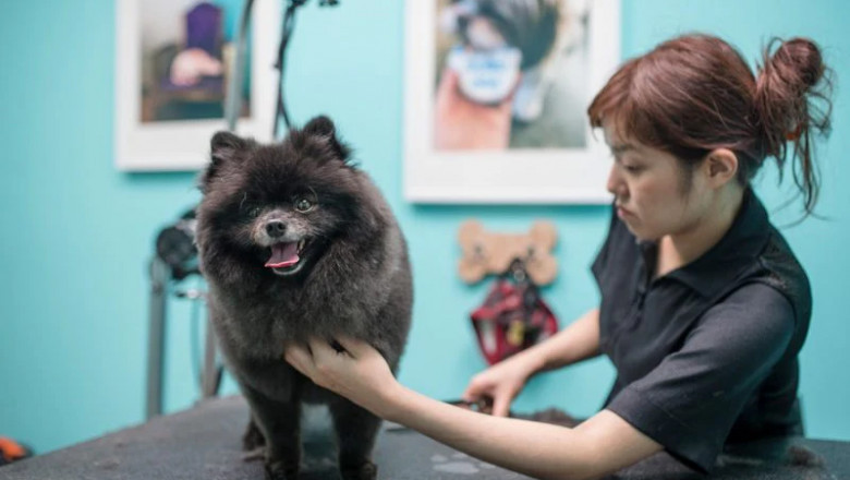 Affordable Pet Grooming Services in Vancouver: Cost and Quality