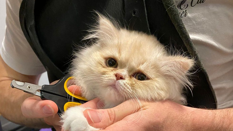 Cat Grooming in Vancouver: How to Keep Your Feline Comfortable
