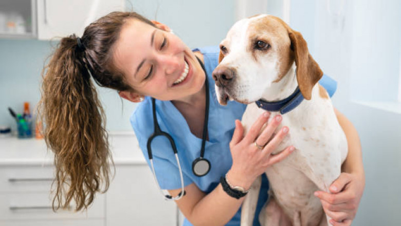 How to Choose the Best Pet Euthanasia Service in Surrey, BC