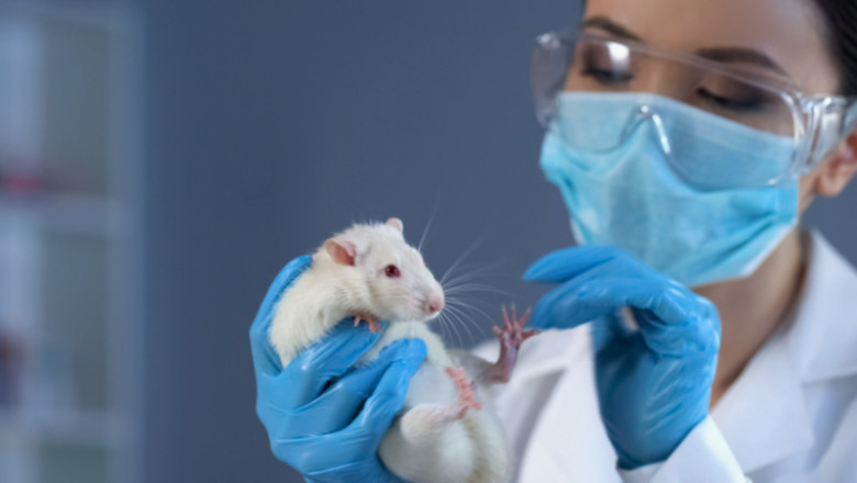 Laboratory Animal Diets Market Growth and Forecast by 2028