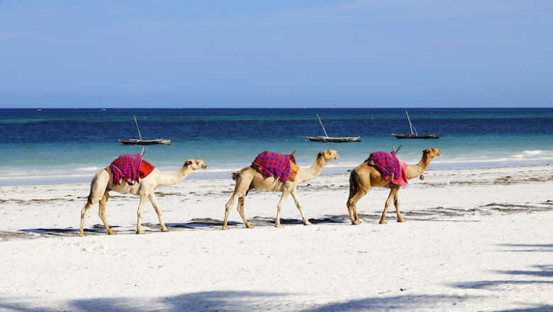 Oman's Hidden Coastal Gems: Best Summer Beach Destinations