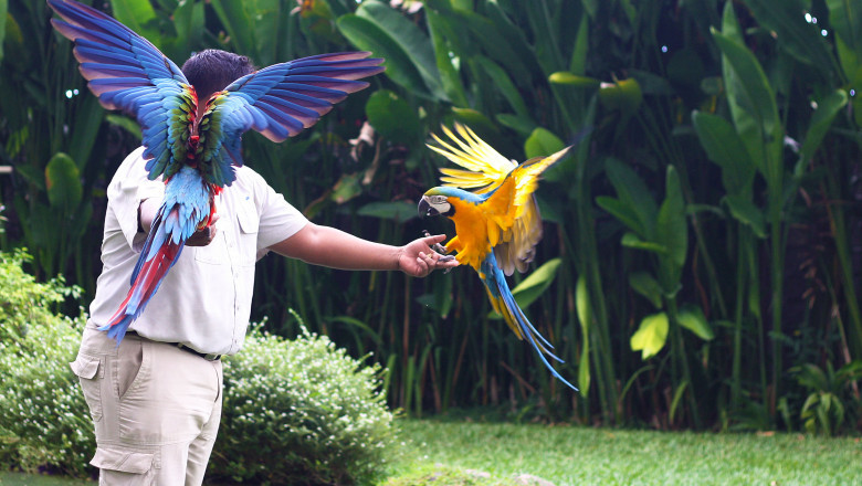 Explore the Vibrant Beauty of Bali Bird Park