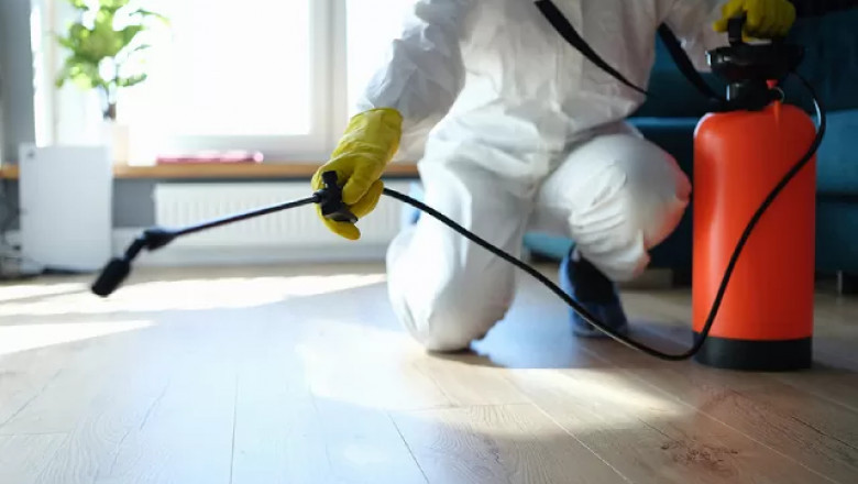 Professional Pest Control in Hamilton – Keep Your Home Pest-Free!