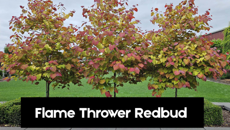 From Lab to Landscape: The Science Behind the Flame Thrower Redbud