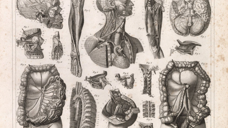 Healthcare Illustration Services: A Niche Market with Growing Demand