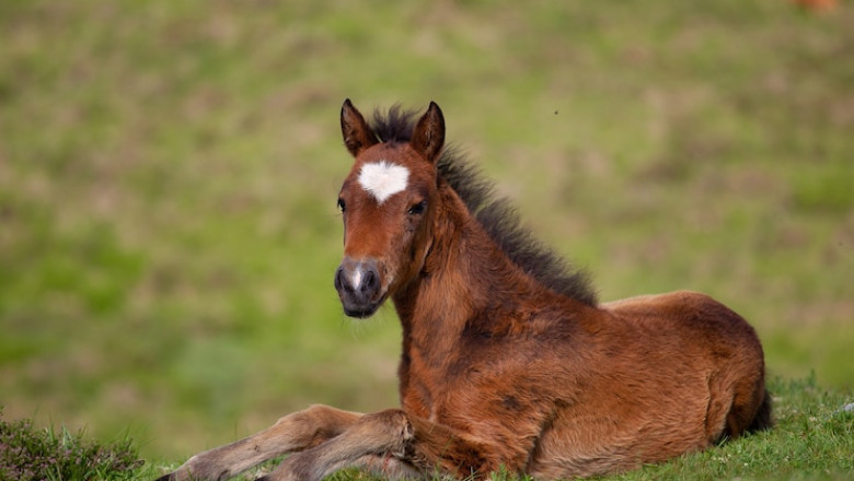 Male Horse Names: 250+ Best Ideas for Your Stallion
