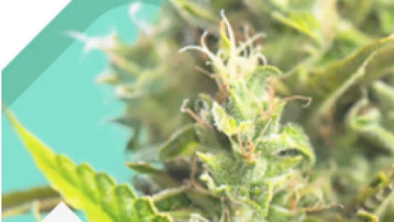 The Ultimate Guide to Choosing the Right Weed Seeds for Your Garden