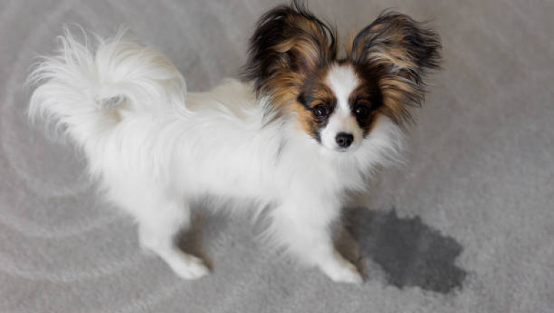 Pet Stains and Carpet Damage: What Every Pet Owner Must Know