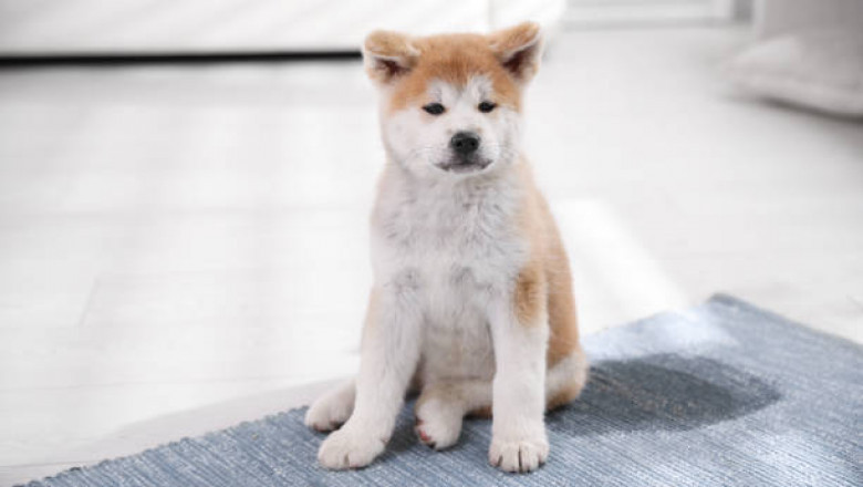 Stop Pet Stains from Destroying Your Carpet with These Hacks