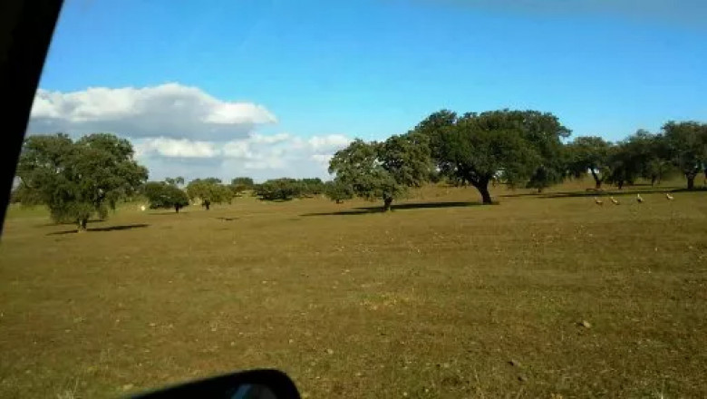 Finca Ganadera Alquiler: Una Oportunidad de Oro para Inversionistas y Ganaderos