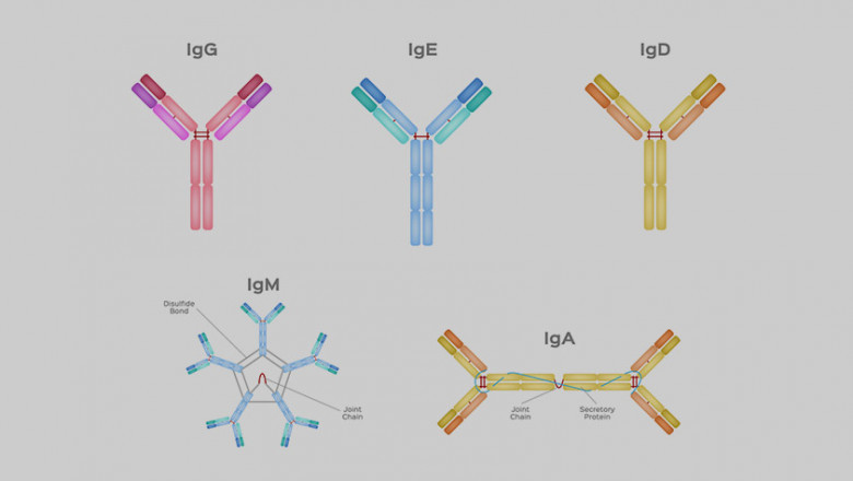 Global Immunoglobulin Market Trends 2025: Key Players, Forecast, and Growth Drivers