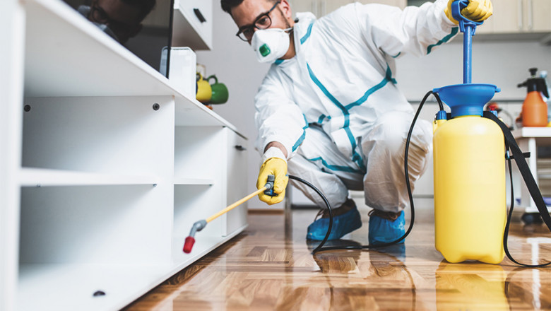 10 Signs You Need Professional Pest Control Services Immediately