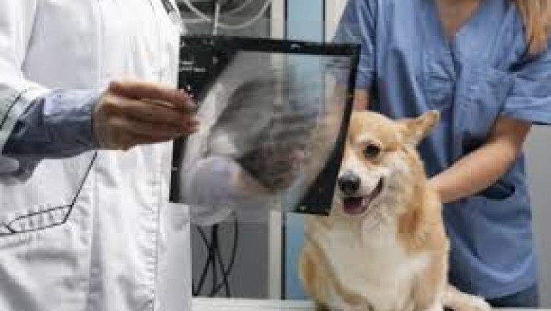 Affordable Pet Diagnostic Services: Balancing Cost and Quality