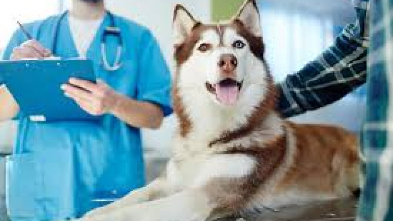 Benefits of Joining a Pet Wellness Program in Vancouver, BC