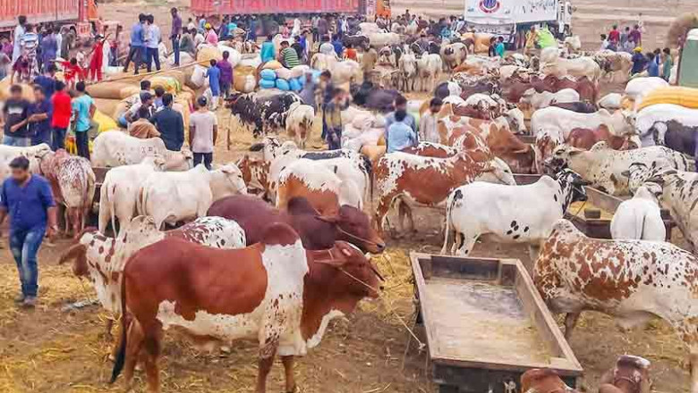 Significant Rise in Sacrificial Animal Sales in Pakistan Ahead of Eid-ul-Adha 2025