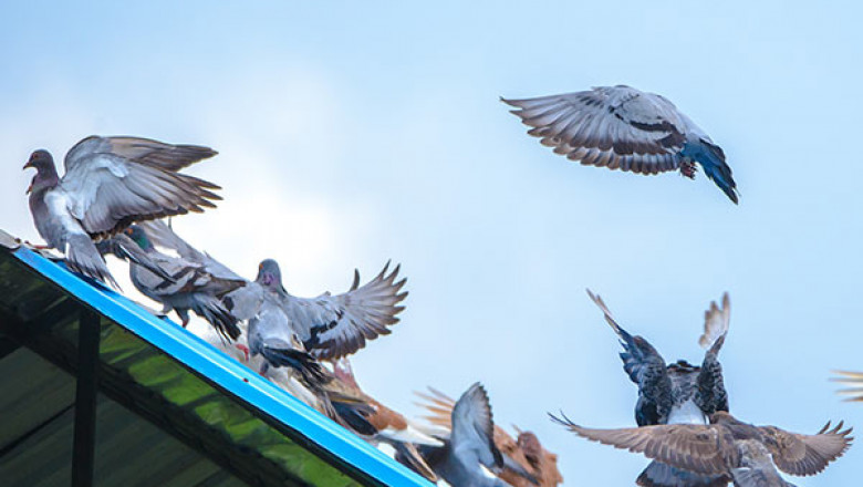 Expert Pigeon Removal in Las Vegas – Humane, Fast & Guaranteed