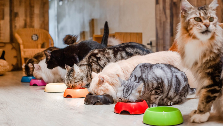 Is Pet Daycare Right for Your Dog or Cat? Here's How to Know